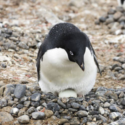 Close-up of penguin on pebbles