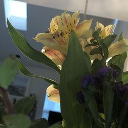 Close-up of yellow flowering plant