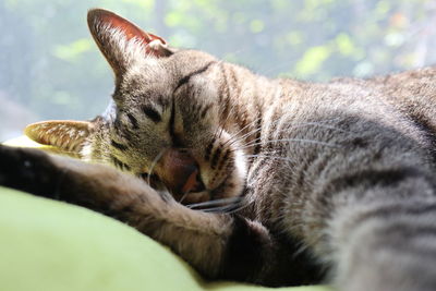 Close-up of a sleeping cat