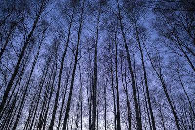 Low angle view of bare trees in forest