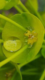 Close-up of yellow flower