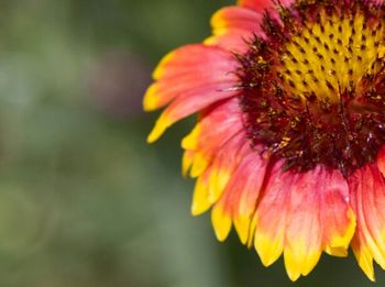 Close-up of yellow flower