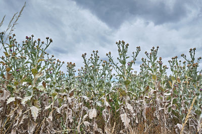 Low angle view of flowering plants on field against sky