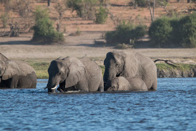 View of elephant in lake