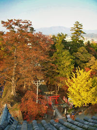 Trees and plants in park during autumn