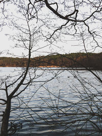 Bare tree by lake against sky