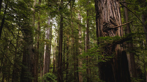 Low angle view of large redwood trees in forest
