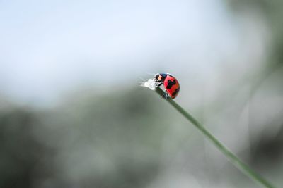 Close-up of ladybug on flower