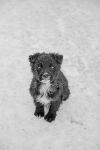 Portrait of puppy