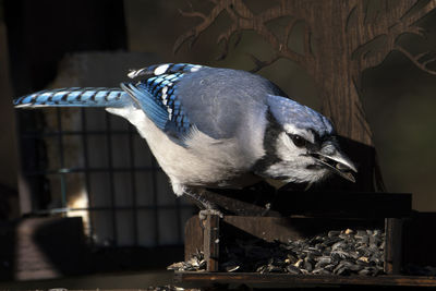Bluejay finds a