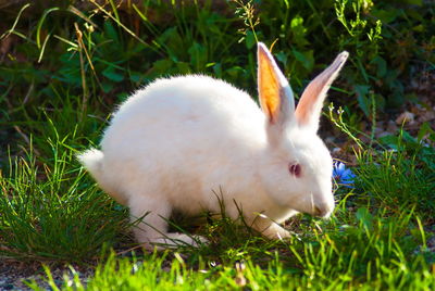 White rabit in the backyard