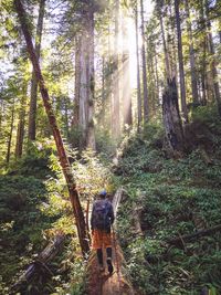 Rear view of woman against trees in forest