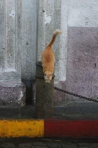 Rear view of a dog against wall