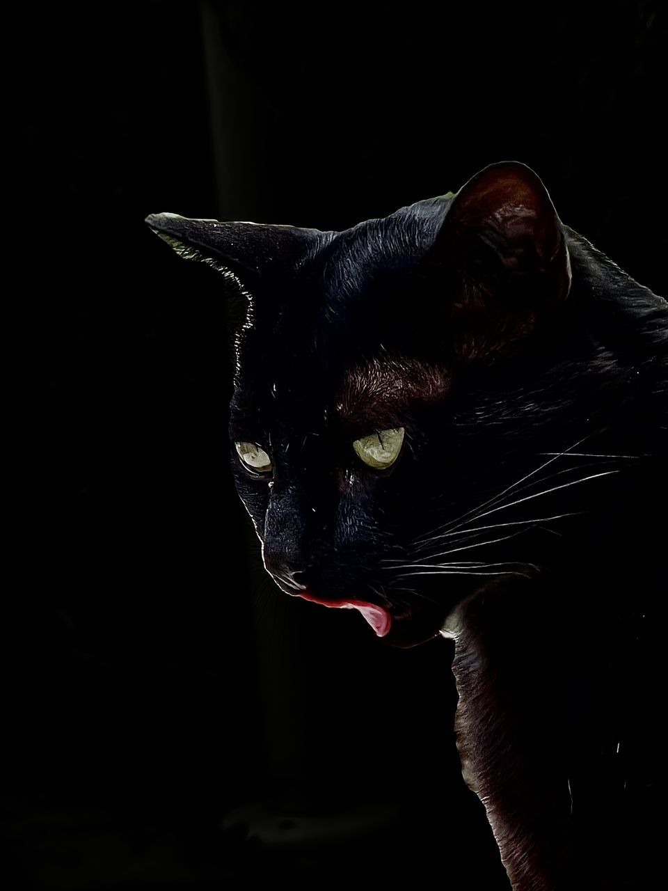 animal, animal themes, black, cat, darkness, one animal, mammal, pet, domestic animals, black background, black cat, feline, felidae, whiskers, animal body part, domestic cat, indoors, no people, small to medium-sized cats, studio shot, close-up, dark, portrait, animal head, nose