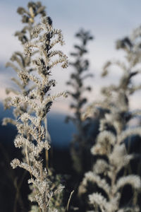 Close-up of flowering plant against sky