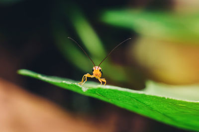 Close-up of insect on leaf