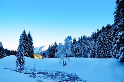 Snow covered pine trees against blue sky