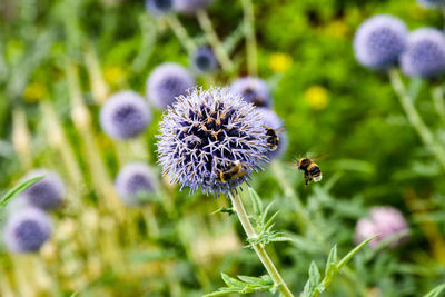 Close-up of bee on purple flower