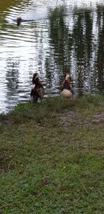 View of ducks swimming in lake