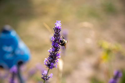 Close-up of insect on purple flower