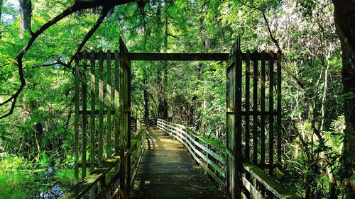 View of bamboo trees in forest