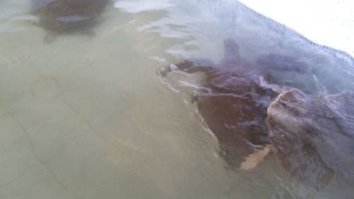 High angle view of fish swimming in sea