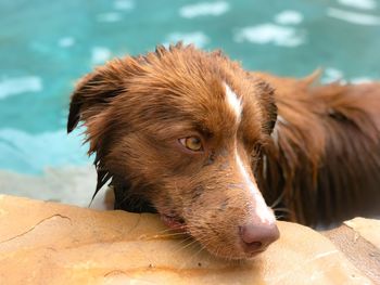 Close-up of a dog