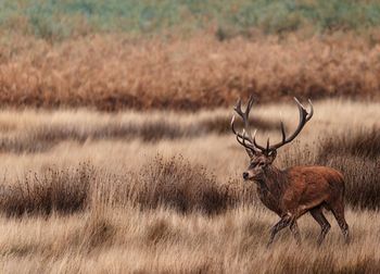 A lone red deer stag in grassland