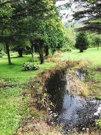 Scenic view of forest