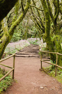 Footpath amidst trees in forest