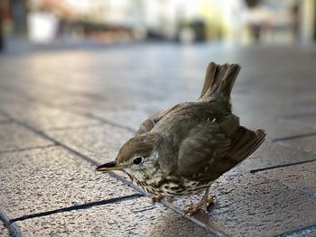 Close-up of a bird