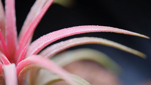 Close-up of pink flower