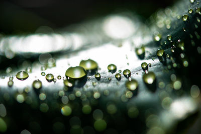 Close-up of water drops on plant