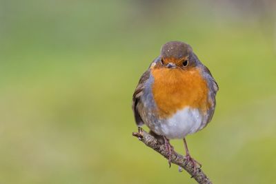 Close-up of robin perching on leaf