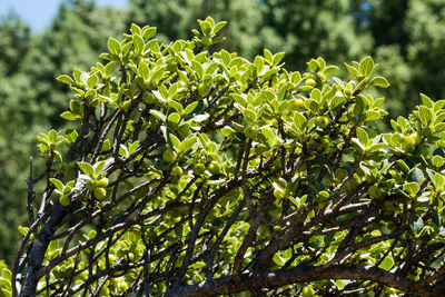 Close-up of green leaves