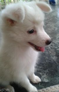 Close-up of white puppy