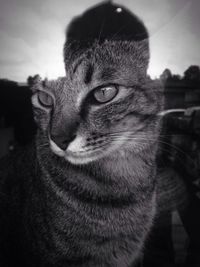 Close-up of cat against sky