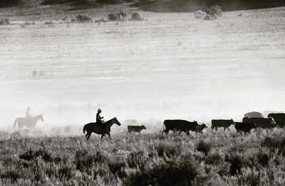 Horses on field