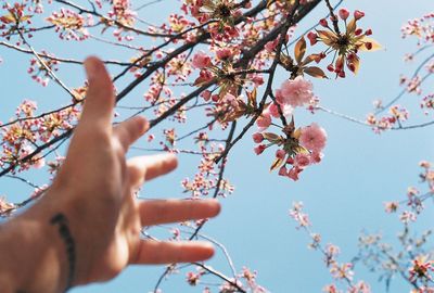 Low angle view of hand holding cherry blossoms against sky