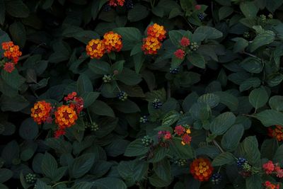 High angle view of flowering plant