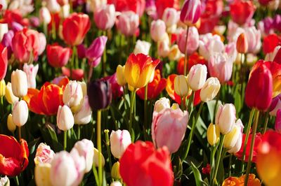 Close-up of red tulips in field