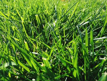 Full frame shot of grass on field