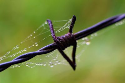 Close-up of dragonfly