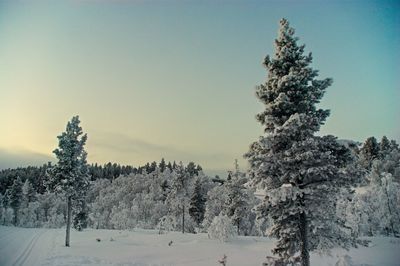 Trees on snow covered land against sky