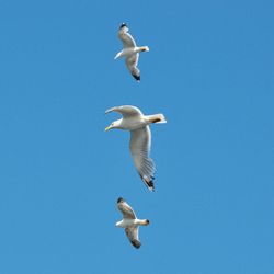 Low angle view of seagulls flying against blue sky