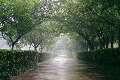 Footpath amidst trees in park