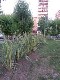 Plants growing by building in city against sky