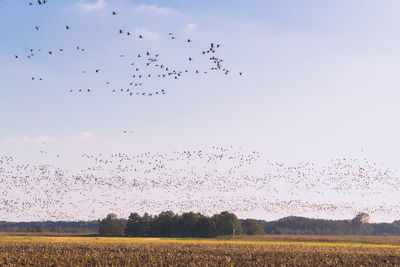 Flock of birds flying over landscape