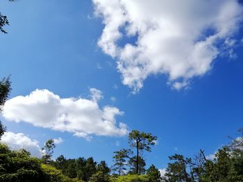 Low angle view of trees against blue sky