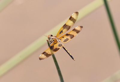 Close-up of butterfly pollinating flower